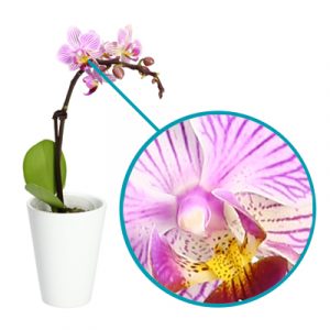Image de haute qualité d'une orchidée